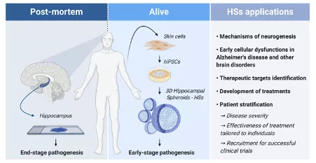 Schematic representation of how patient iPSC-derived hippocampal spheroids can be employed to examine early cellular dysfunction in Alzheimer’s disease, in addition to be used for several additional applications. 