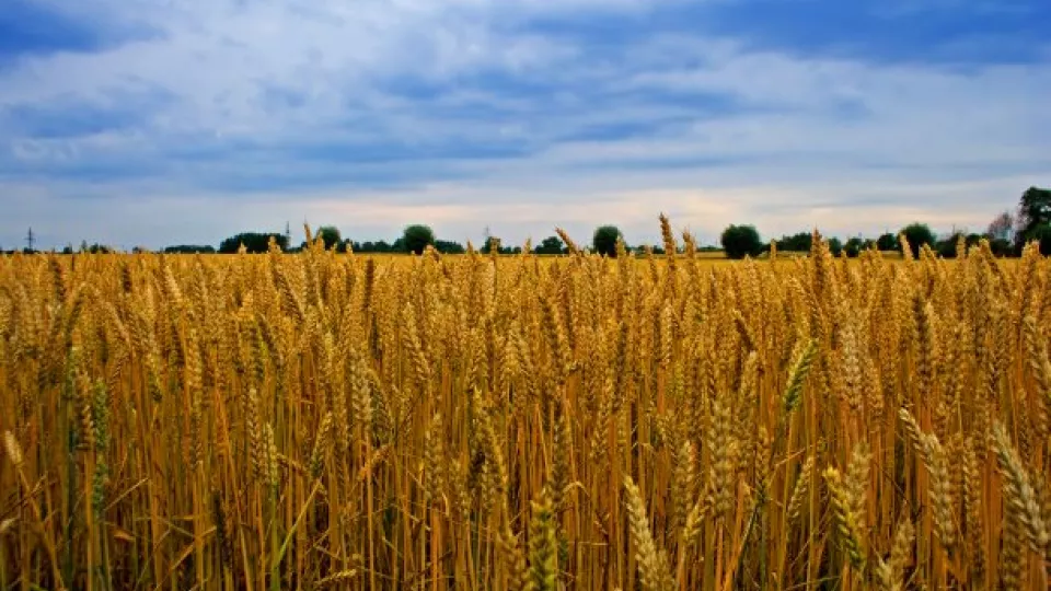 Wheat field. Photo.
