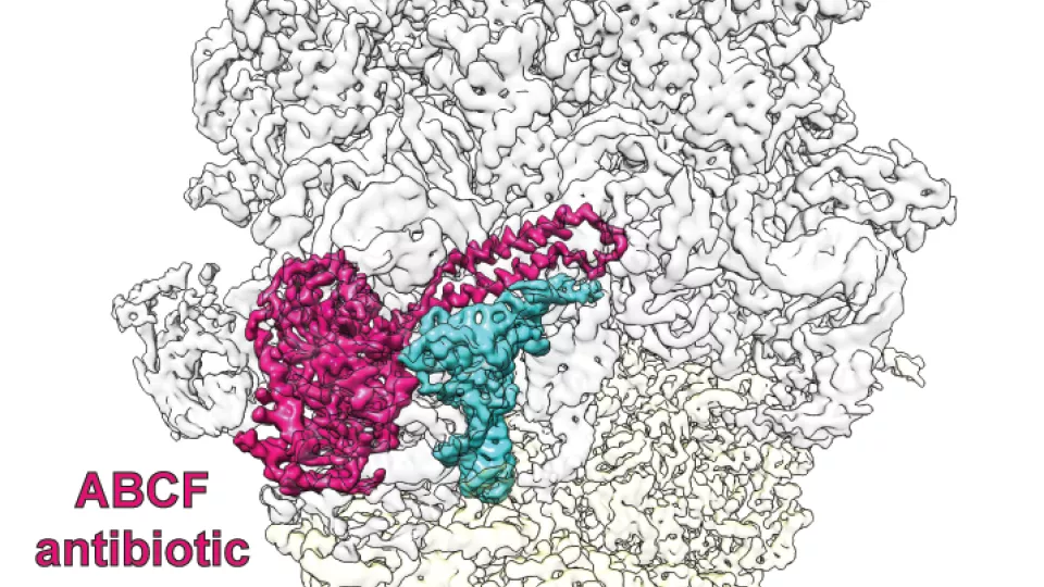 Cryo-EM generated image of an antibiotic resistance factor (pink) protecting the protein factory, the ribosome, (white/grey). he reistance factor pushes its "arm" into the ribosome to remove the drug. Image credit: Hauryliuk-Atkinson lab