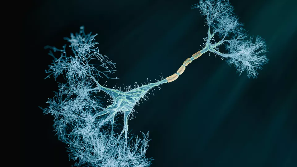 network of neurons: Illustration