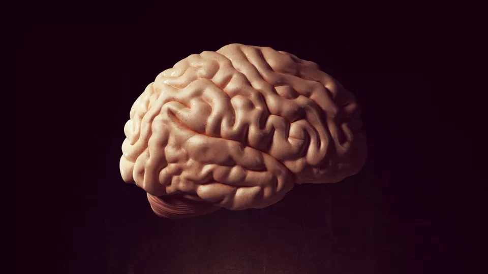 picture of a brain. photo.