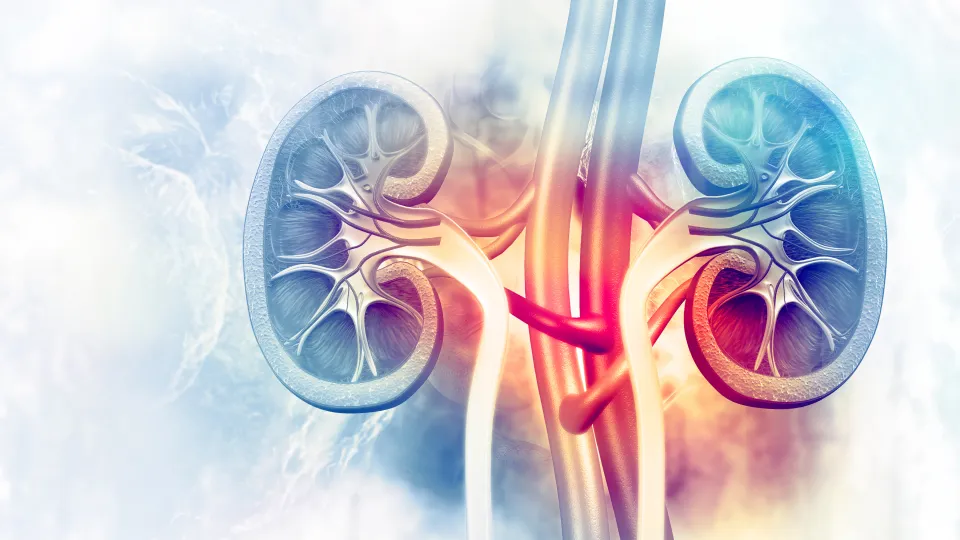 Illustration of kidneys. Photo: iStock