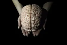 Image of a brain. Photo: Emma Nyberg