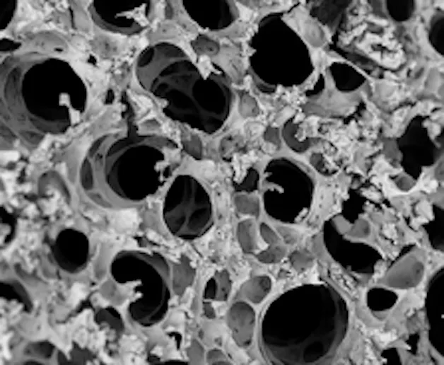 A scanning electron micrograph showing murine lung tissue.