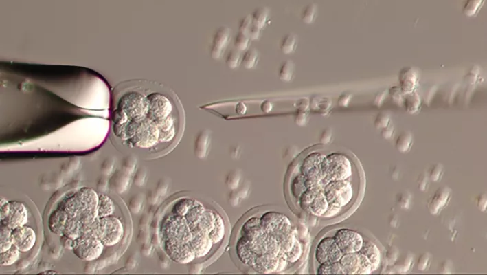 Injection of embryonic stem cells (ES-cells) into morula-stage embryos. Microscopy photo.