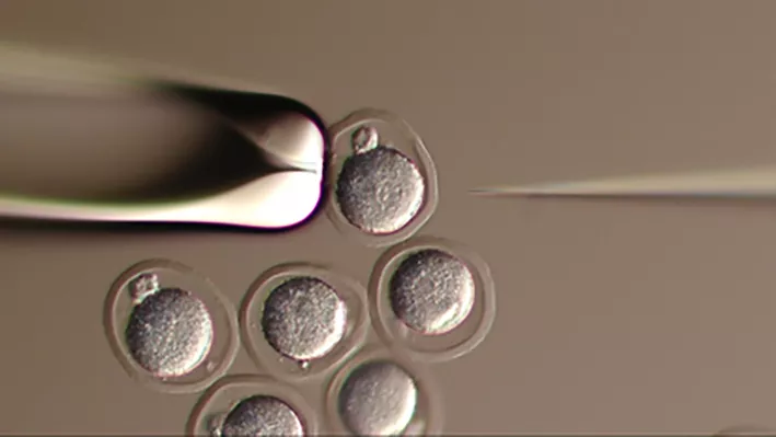 DNA-injection into pronuclear stage embryos. Microscopy photo.