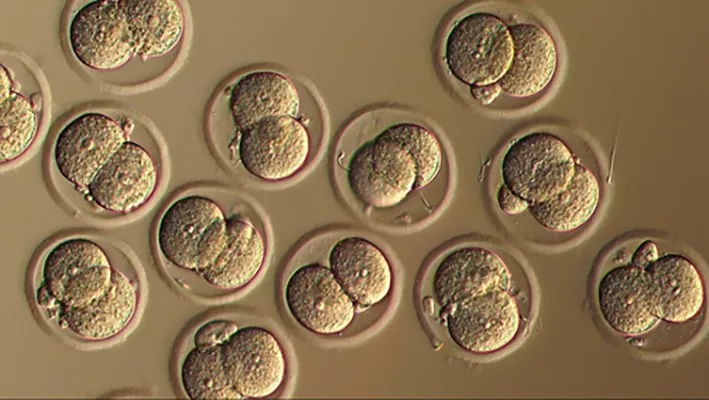 Two-cell stage embryos generated by IVF. Microscopy photo.