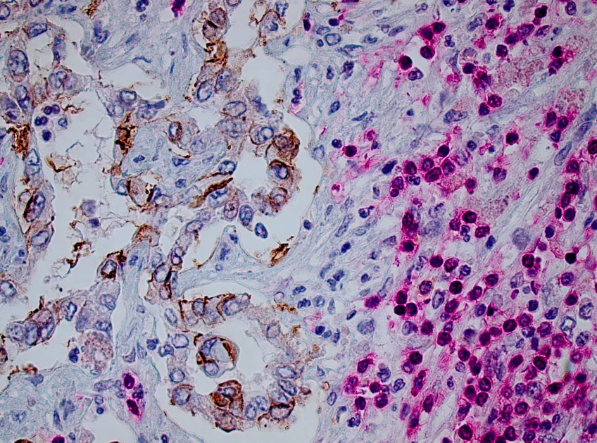 Pathological microscopy image, HistoCore Facility.