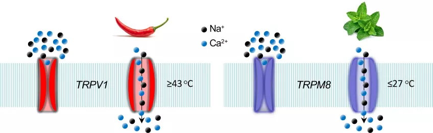 Illustration of the ion channels TRPV1 (chili pepper receptor) and TRPM8 (menthol receptor) that open when the temperature is higher than 43 Celsius degrees (TRPV1) and lower than 27 Celsius degrees (TRPM8). Then sodium and calcium ions are released into the nerve cell and form an electrical signal that when it reaches the brain makes us feel heat and cold. Illustration: Peter Zygmunt