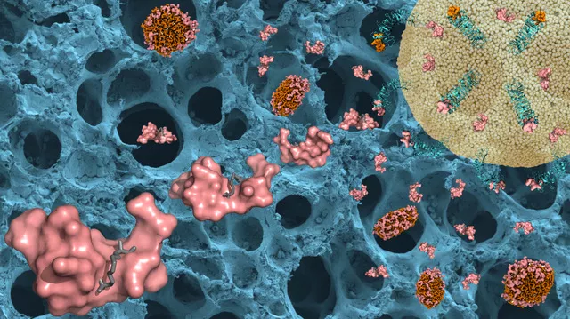 The illustration depicts how the researchers' peptide treatment (pink) binds to both receptors that can detect bacterial substances (green) and to bacterial lipopolysaccharide that can trigger an inflammatory response (endotoxin) (brown). In the background, there is a scanning electron microscopy image of lung alveoli. The yellow represents a cell.