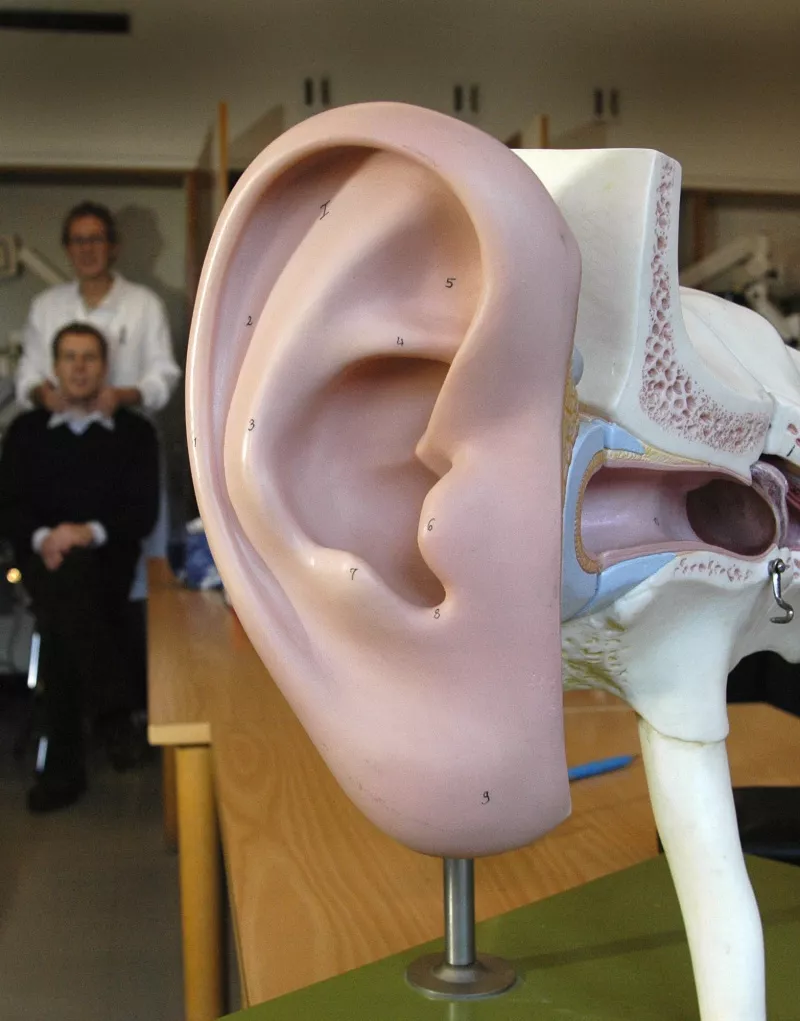Close up of a model of an ear. Photo.