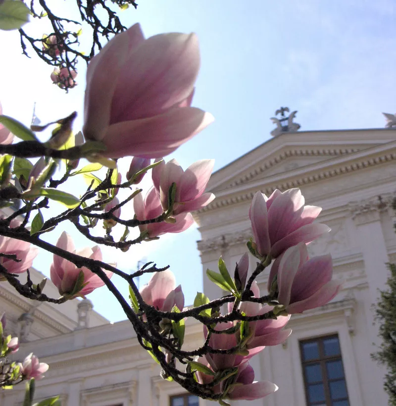 A branch with magnolia flowers in front of the Lund University main building. Photo.