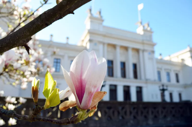 Magnolia flowers in front of the Lund University main buildning. Photo.